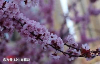 2025年事业迎好运的生肖 任务繁重发展迅速