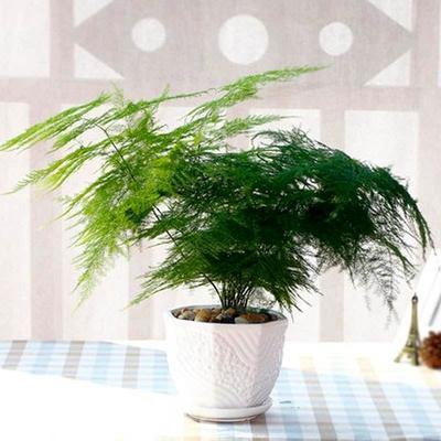 2025年家居植物养殖的风水讲究