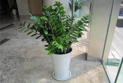2025年家居植物养殖的风水讲究