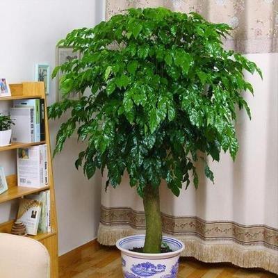 2025年家庭旺财风水布局  想要发财的看这里