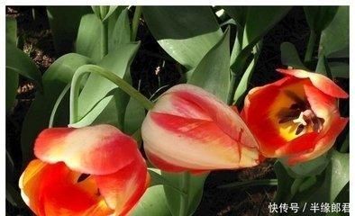 2025年家运受损的生活 家中易有灾祸的属相