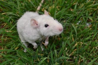 1984年属什么生肖 84年出生的属鼠人命运如 1984年属什么生肖 84年出生的属鼠人命运如