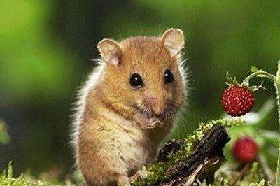 1984年属鼠是什么命 跟人好相处吗