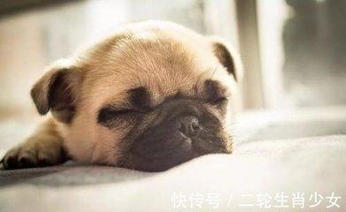 2025年五行属什么命属狗本命年运势如何
