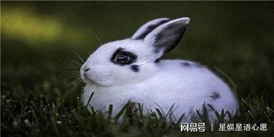 2025年什么生肖刑太岁 属兔犯太岁怎么化解