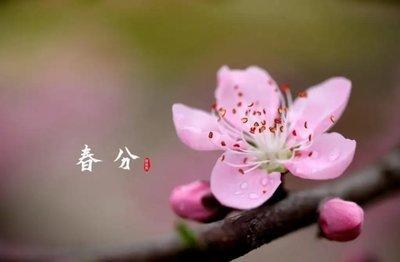 2025年今年春分是几月几号春分的习俗是什么