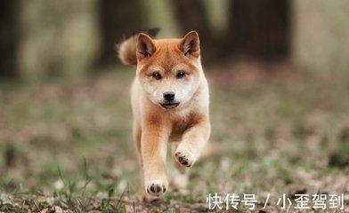 1990年11月12日上午9-11点出生性格、运势和命运