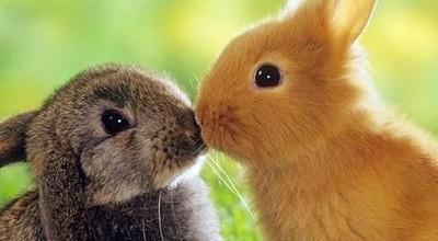 2025年属兔人多大,属兔的今年多大2025年 2025年属兔人多大,属兔的今年多大2025年