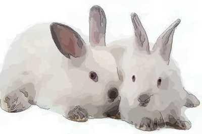 2025年属兔人运势,属兔人2025年健康运势 2025年属兔人运势,属兔人2025年健康运势