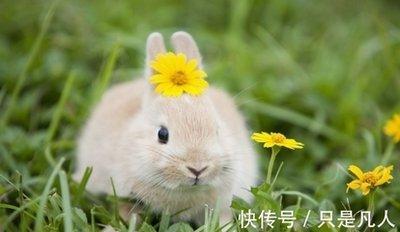 2025年属兔几月出生最好有好日子