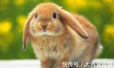 2025年属兔几月出生最好有好日子