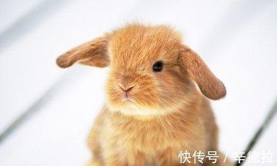 2025年属兔的今年多大 今年属兔人几岁了