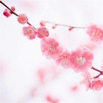 2025年属牛人的桃花运如何在哪些月份最旺盛 2025年属牛人的桃花运如何在哪些月份最旺盛