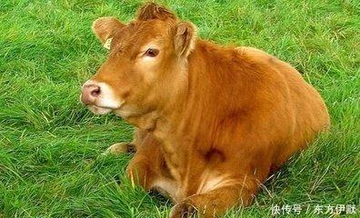 2025年属牛的贵人是谁 谁对你的助力最大