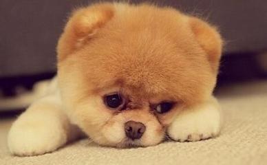 2025年属狗人怎样增加财运及运气