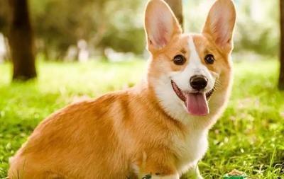 2025年属狗人怎样增加财运及运气