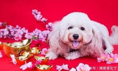 2025年属狗人财运 属狗人今年财运