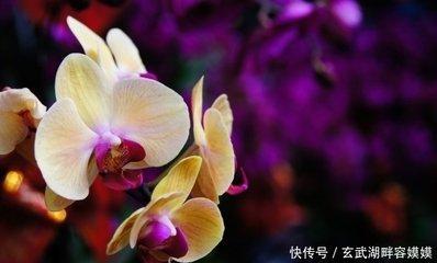 1990年1月20日晚上21-23点出生性格、运势和命运