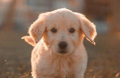 1982年出生的生肖狗2025年多大 运势如何