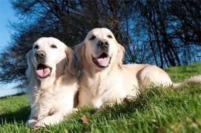 1982年出生的生肖狗2025年多大 运势如何 1982年出生的生肖狗2025年多大 运势如何