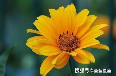 2025年属猪人哪些方面运势不佳 又该如何化解