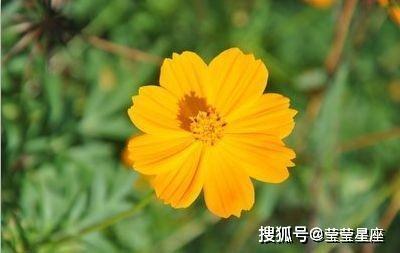 2025年属猪人哪些方面运势不佳 又该如何化解
