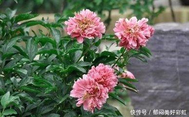 1983年10月15日下午15-17点出生性格、运势和命运