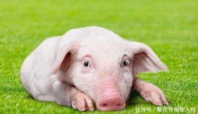 2025年属猪的事业运有什么变化 怎么提高事业运