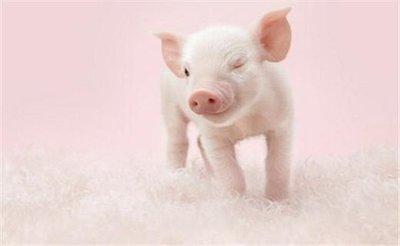 2026年属猪的几月出生最好命 几月旺父母