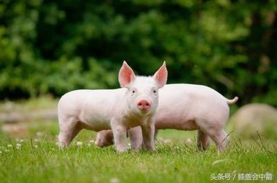 2026年属猪的几月出生最好命 几月旺父母