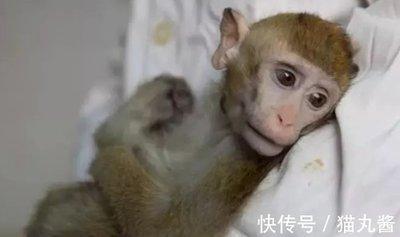 2025年属猴的今年多大 属猴的几岁