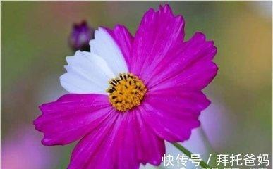 2000年11月13日中午11-13点出生性格、运势和命运