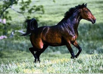 1990年属马人在2026年事业运势如何 1990年属马人在2026年事业运势如何