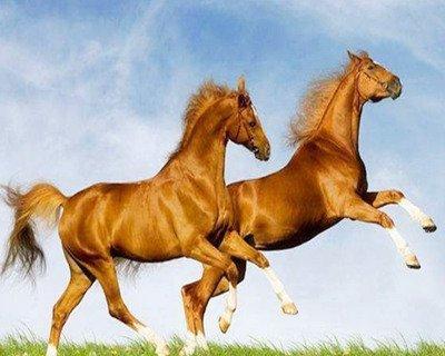 1990年属马是什么命,1990年出生人的命运