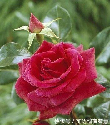 1983年属猪人的命运和婚姻好不好
