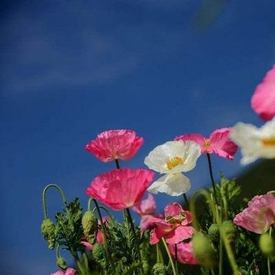 2002年12月23日下午13-15点出生性格、运势和命运
