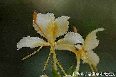 2002年12月25日晚上19-21点出生性格、运势和命运