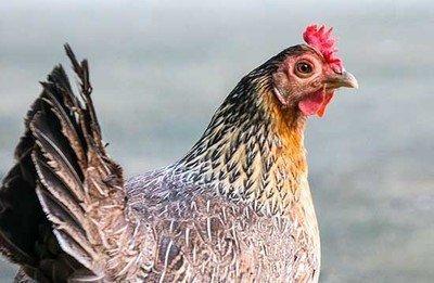 1993年属鸡的人2025年财运运势