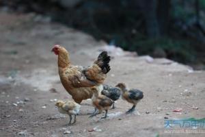 1993年属鸡的最佳配偶你知道有哪些