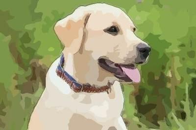 1994年出生属狗人的一生命运准爆了