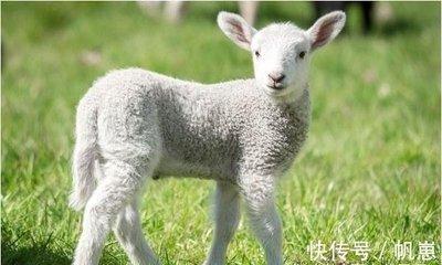 1979年属什么该属相2025年运势如何