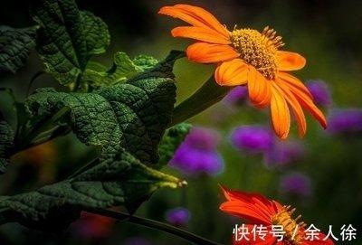 1979年属羊人2025年几月财运旺