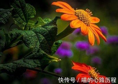 1979年属羊人2025年几月财运旺