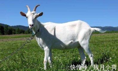 1979年属羊的几月出生最好有福气
