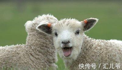 1979年属羊的几月出生最好有福气