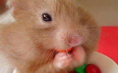 1996属鼠的婚姻与命运 96年的属鼠人会幸福吗