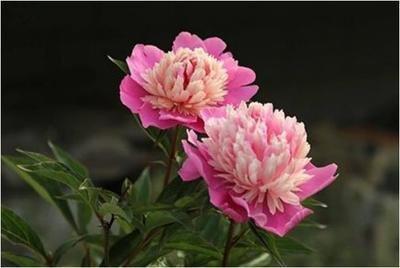 1996年10月10日晚上23-24点出生性格、运势和命运