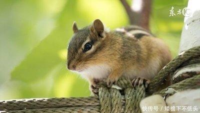 1996年属鼠女一生的命运如何 真的命苦吗