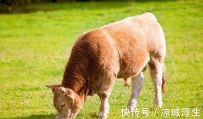 1997属牛多少岁结婚好 与什么生肖配对最好