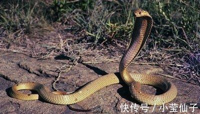 1977年属蛇是什么命,1977年出生人的命运
